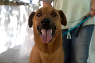 Buster - **