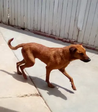 Buster - **