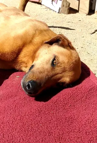 Buster - **