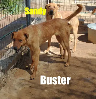 Buster - **