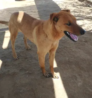 Buster - **