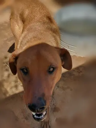 Buster - **