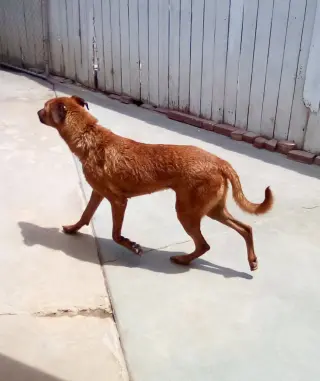 Buster - **