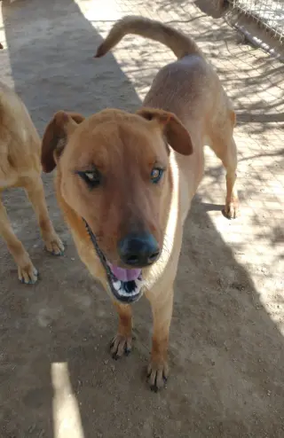 Buster - **