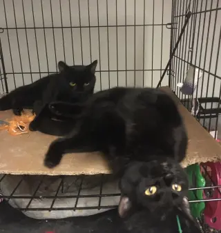 Julio bonded with Bronnie