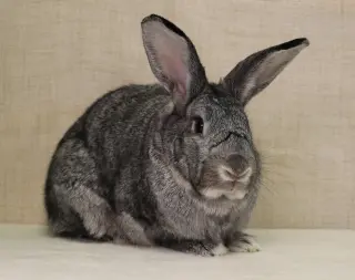 Phyllis