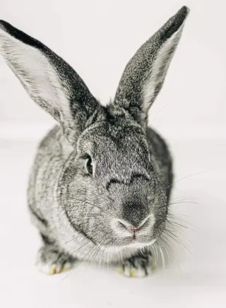 Phyllis