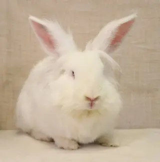 Jenny