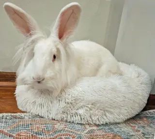Jenny
