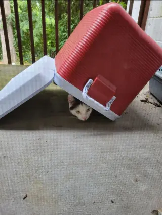 FUDGE (COURTESY POST)