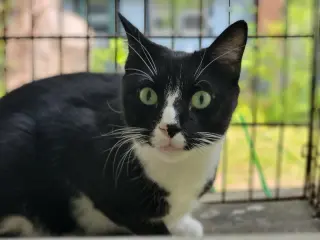 Tux