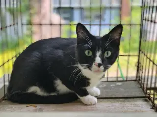 Tux