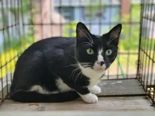 Tux