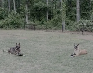 Gray- NC