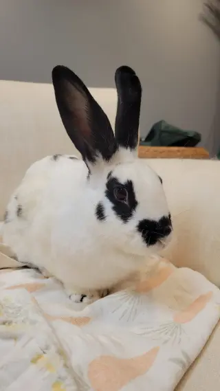 Skipper