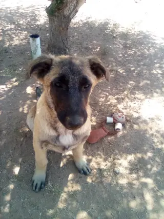 Basil - of Belgian Malinois family - **