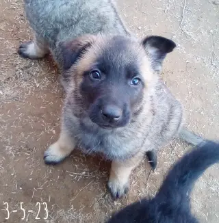 Basil - of Belgian Malinois family - **