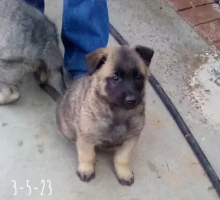 Basil - of Belgian Malinois family - **