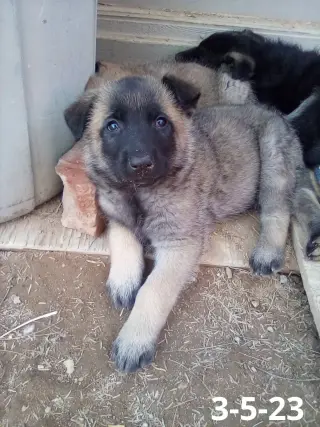 Basil - of Belgian Malinois family - **