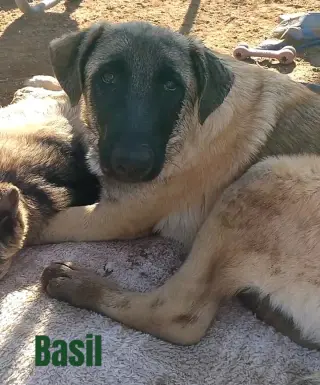Basil - of Belgian Malinois family - **