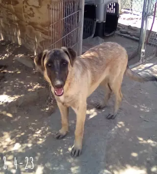 Basil - of Belgian Malinois family - **