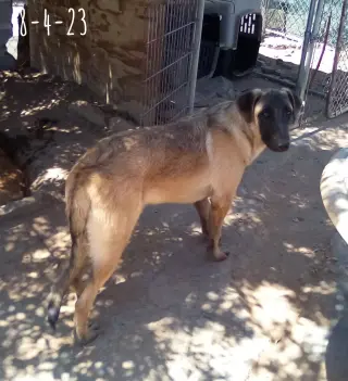 Basil - of Belgian Malinois family - **