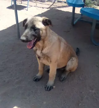 Basil - of Belgian Malinois family - **