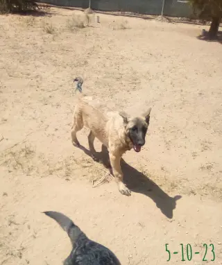 Basil - of Belgian Malinois family - **