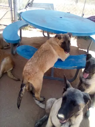 Basil - of Belgian Malinois family - **