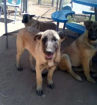 Basil - of Belgian Malinois family - **