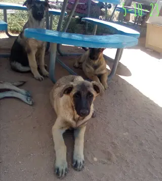 Basil - of Belgian Malinois family - **