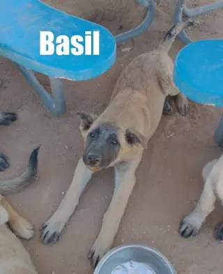 Basil - of Belgian Malinois family - **