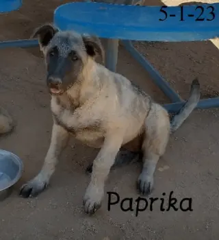 Paprika - of the Belgian Malinois x family