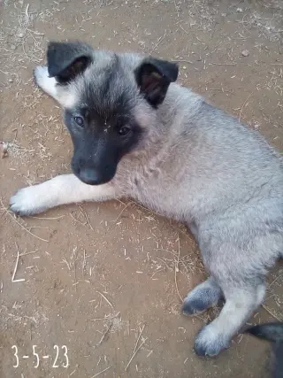 Paprika - of the Belgian Malinois x family