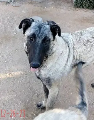 Paprika - of the Belgian Malinois x family