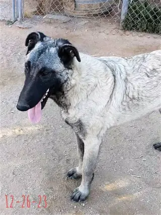Paprika - of the Belgian Malinois x family