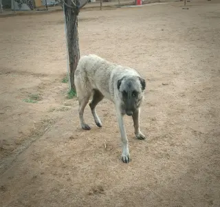 Paprika - of the Belgian Malinois x family