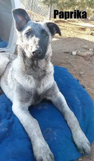 Paprika - of the Belgian Malinois x family