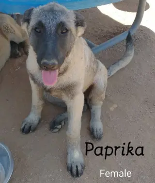 Paprika - of the Belgian Malinois x family