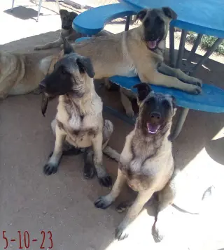 Paprika - of the Belgian Malinois x family