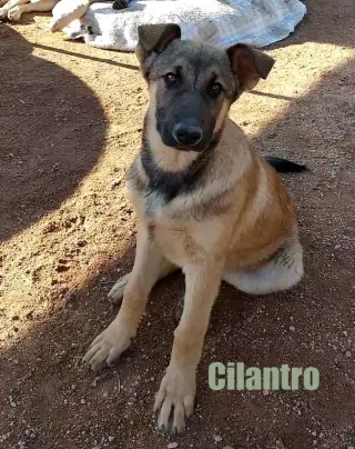 Cilantro - **