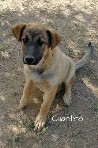 Cilantro - **