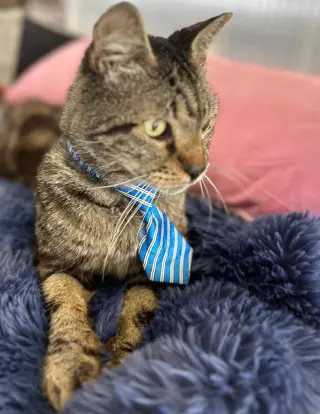 VICTOR