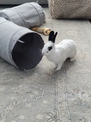 Poppy RABBIT