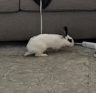 Poppy RABBIT