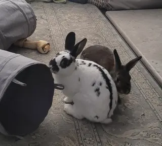 Lola 2 RABBIT