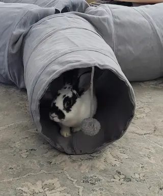 Lola 2 RABBIT