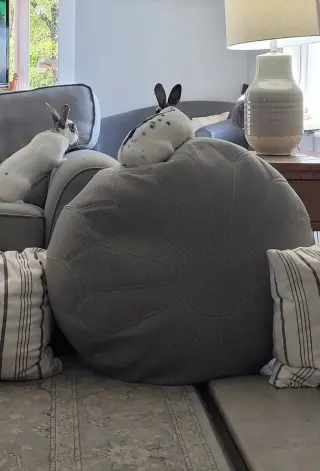 Lola 2 RABBIT