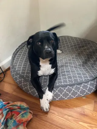 Daisy Girl