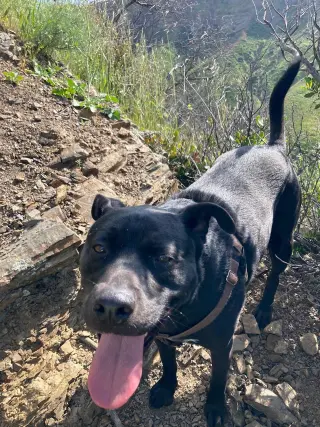 Max Boy